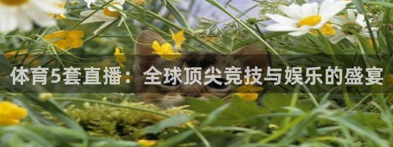 鲨鱼直播nba在线看球吧：体育5套直播：全球顶尖竞技与娱乐的盛宴