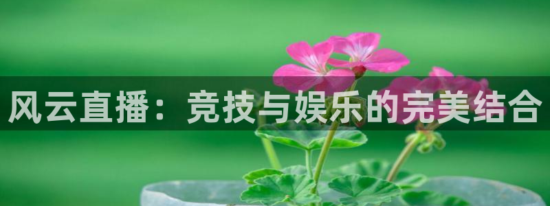 看球吧雨燕直播：风云直播：竞技与娱乐的完美结合